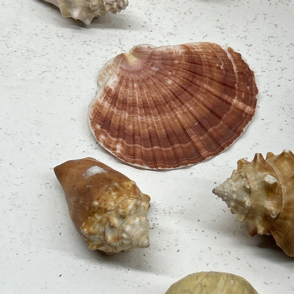 Mixed Seashell Collection Lot Conch Scallop Assorted Coastal‎ Decor - Picture 13 of 16